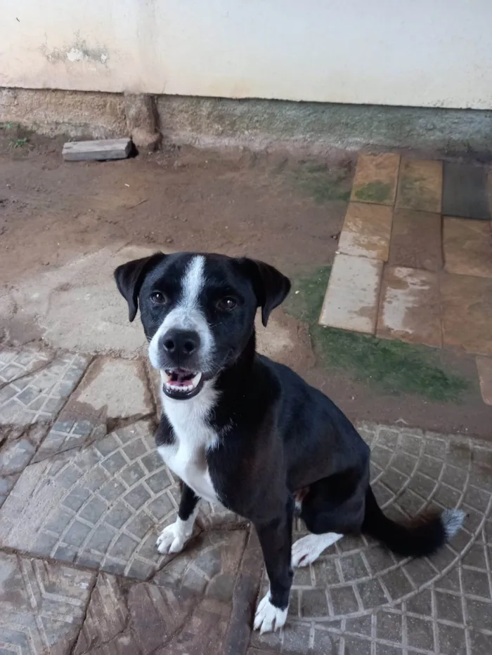 Cachorro ra a Mistura border  idade 1 ano nome Léo 