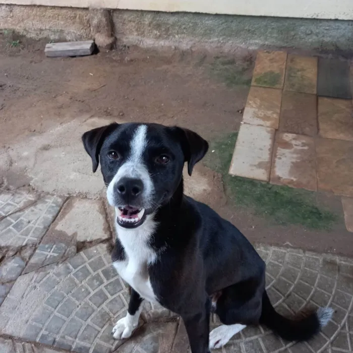 Cachorro ra a Mistura border  idade 1 ano nome Léo 