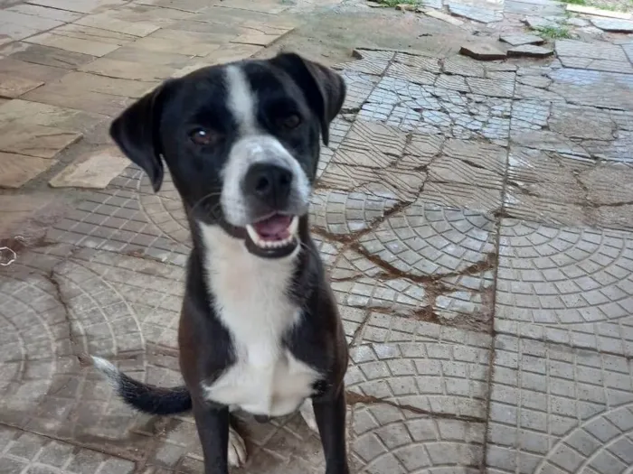 Cachorro ra a Mistura border  idade 1 ano nome Léo 