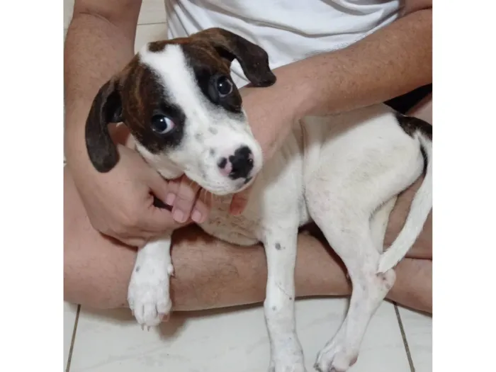 Cachorro ra a SRD-ViraLata idade 2 a 6 meses nome Lua