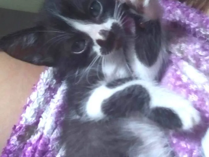 Gato raça  idade Abaixo de 2 meses nome Mercúrio 