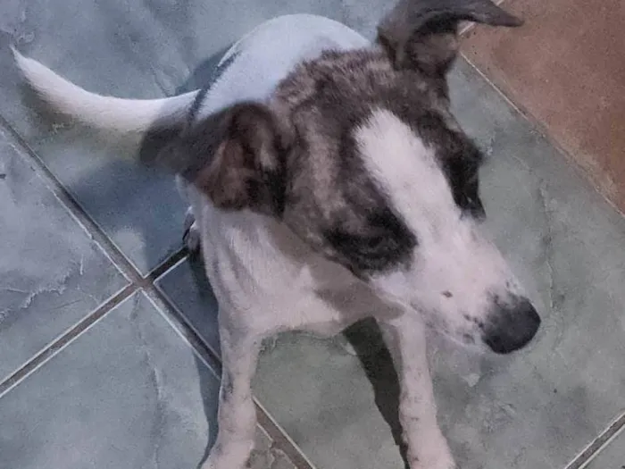 Cachorro ra a Viralata idade 7 a 11 meses nome Syndhi