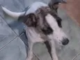 Syndhi