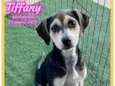 Tiffany