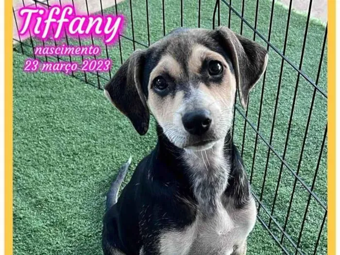 Cachorro ra a SRD-ViraLata idade 2 a 6 meses nome Tiffany
