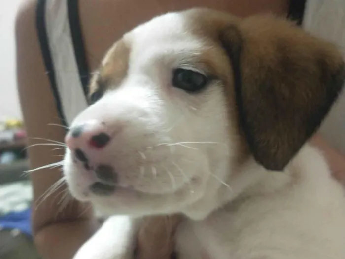 Cachorro ra a SRD-ViraLata idade 2 a 6 meses nome Cachorro 