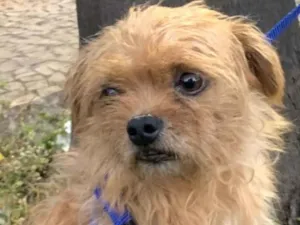 Cachorro raça Mestico  idade 7 a 11 meses nome Tuti 