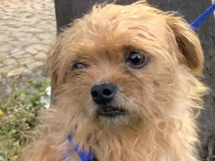 Cachorro ra a Mestico  idade 7 a 11 meses nome Tuti 
