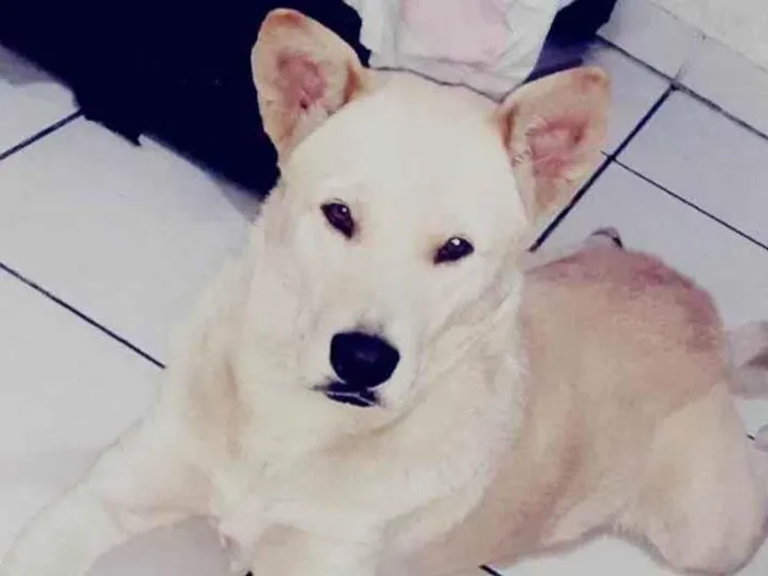 Cachorro ra a Labrador show  idade 4 anos nome Bradock