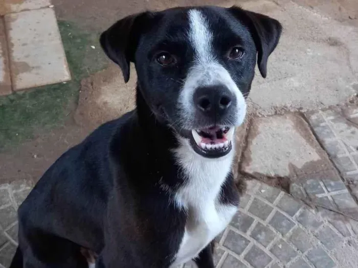 Cachorro ra a Mistura border  idade 1 ano nome Léo 