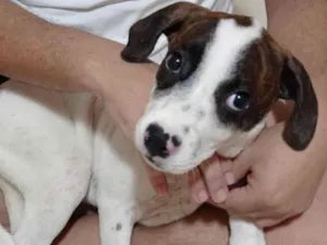 Cachorro raça SRD-ViraLata idade 2 a 6 meses nome Lua