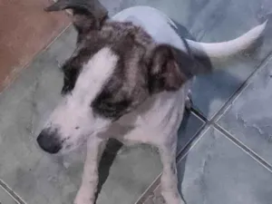 Cachorro raça Viralata idade 7 a 11 meses nome Syndhi