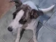Syndhi