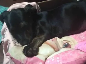 Cachorro raça Pit-Bull com vira lata idade 2 a 6 meses nome Belinha