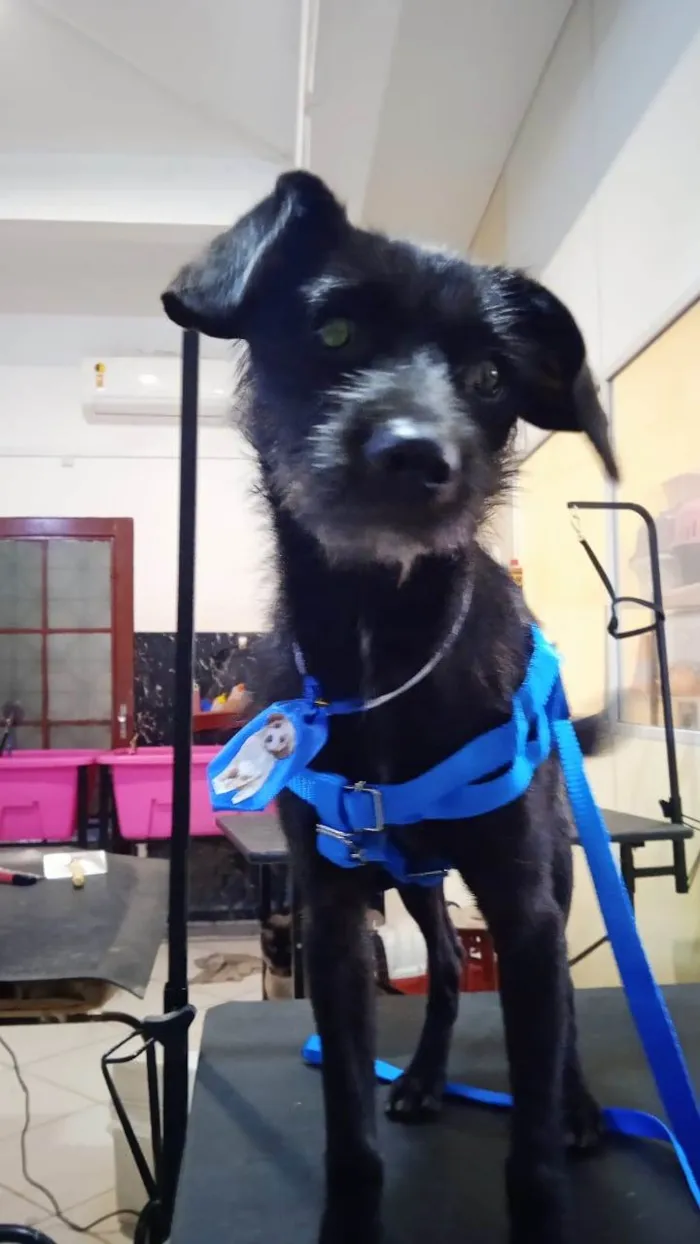 Cachorro ra a SRD-ViraLata idade 2 anos nome Pietro