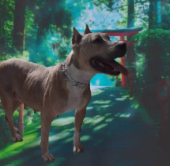 Cachorro ra a Pitbull  idade 2 anos nome Pit linda dócil para adoção 
