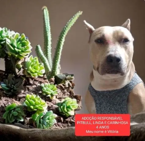 Cachorro ra a Pitbull  idade 2 anos nome Pit linda dócil para adoção 