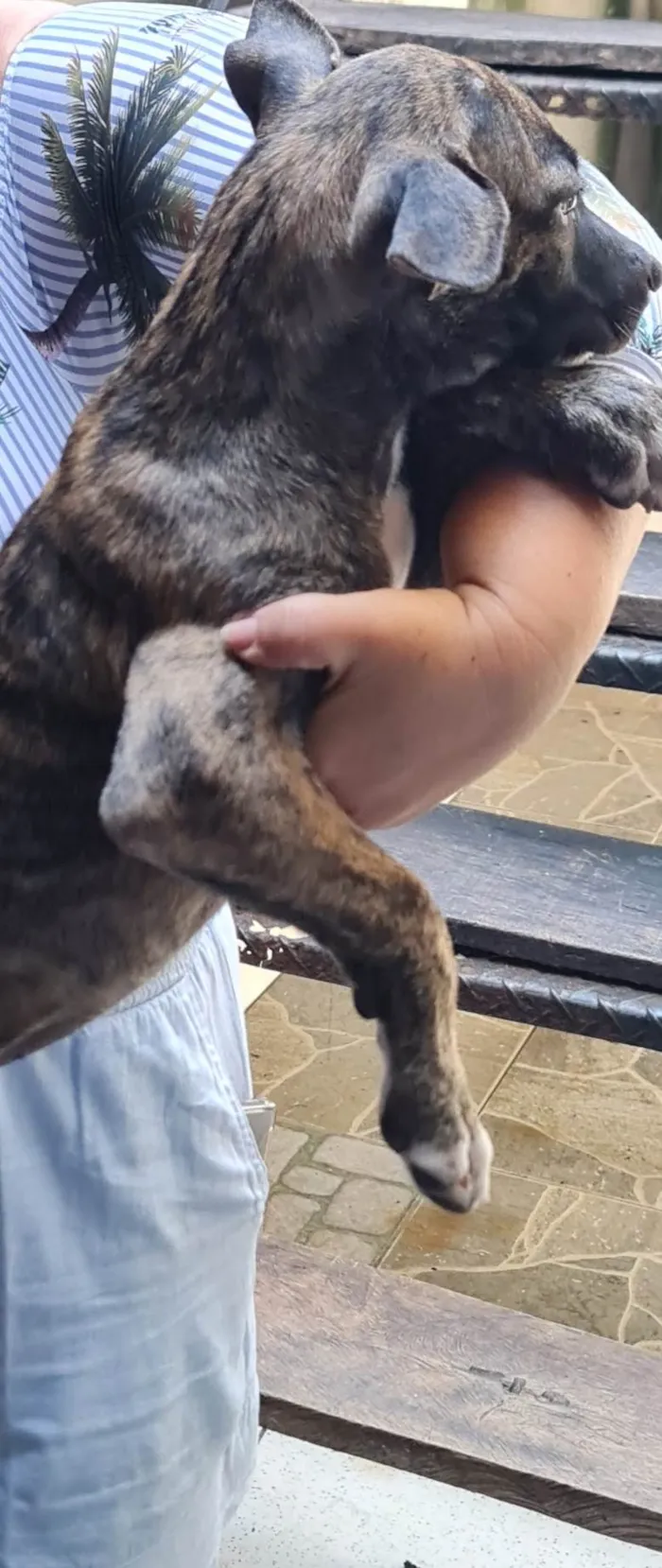 Cachorro ra a Sem raça definida idade 2 a 6 meses nome Lindinhas