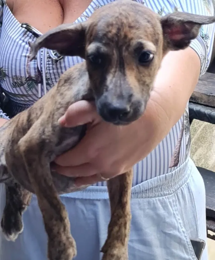 Cachorro ra a Sem raça definida idade 2 a 6 meses nome Lindinhas