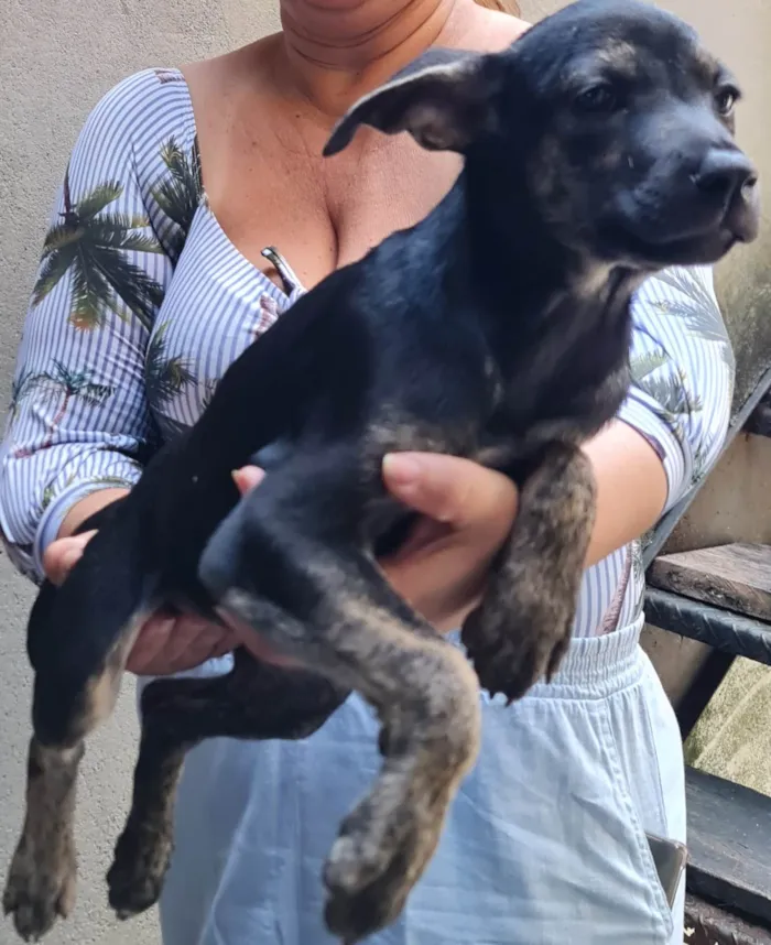 Cachorro ra a Sem raça definida idade 2 a 6 meses nome Lindinhas