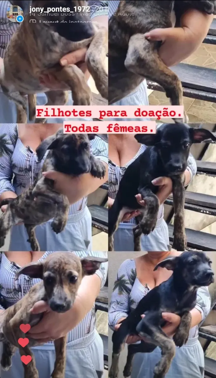 Cachorro ra a Sem raça definida idade 2 a 6 meses nome Lindinhas