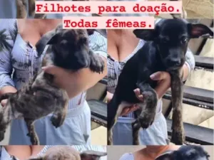 Cachorro raça Sem raça definida idade 2 a 6 meses nome Lindinhas