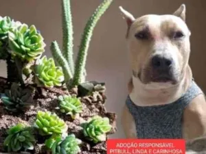 Cachorro raça Pitbull  idade 2 anos nome Pit linda dócil para adoção 