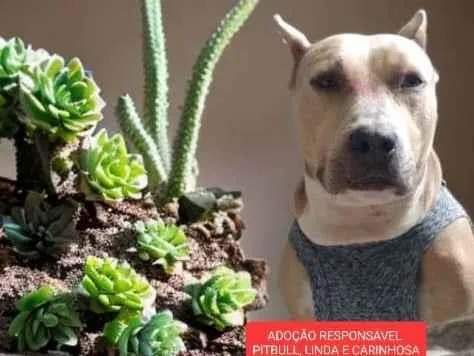 Cachorro ra a Pitbull  idade 2 anos nome Pit linda dócil para adoção 