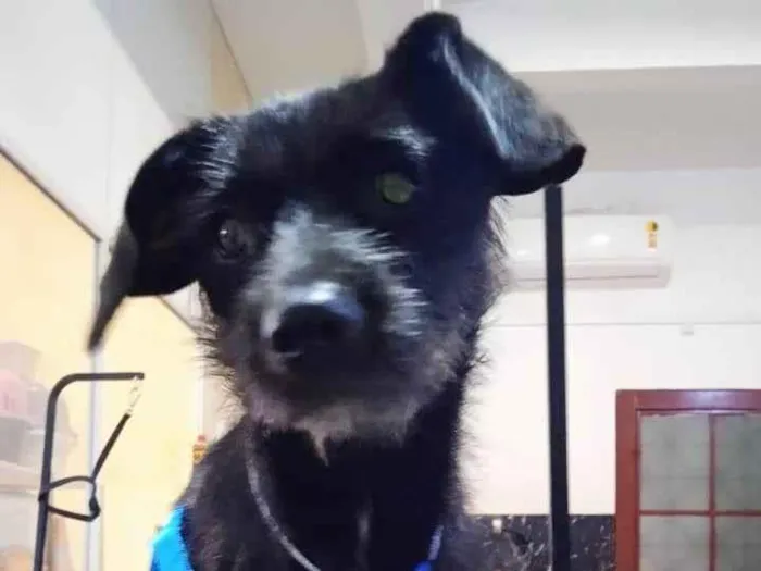 Cachorro ra a SRD-ViraLata idade 2 anos nome Pietro