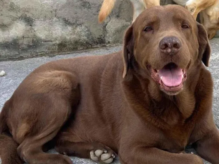 Cachorro ra a Labrador idade 6 ou mais anos nome Apolo e nina