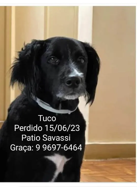 Cachorro ra a SRD-ViraLata idade 6 ou mais anos nome Tuco