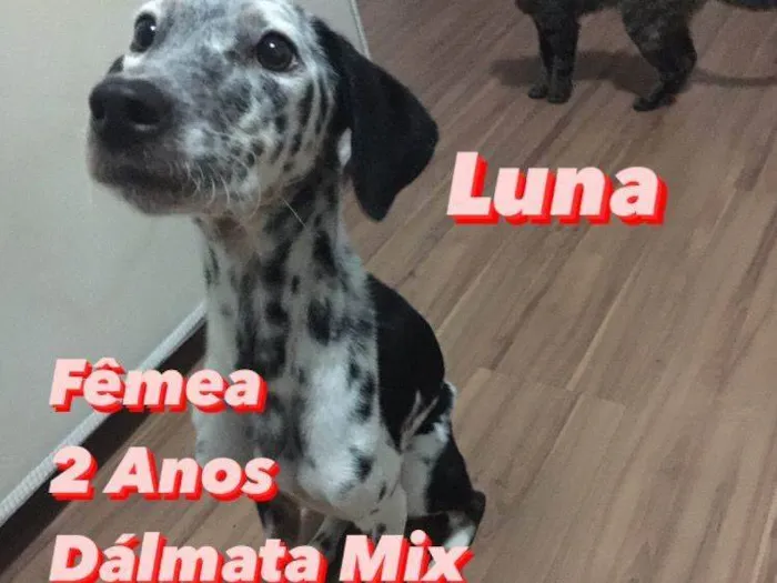 Cachorro ra a Dalmata mix idade 2 anos nome Luna