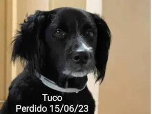 Cachorro raça SRD-ViraLata idade 6 ou mais anos nome Tuco