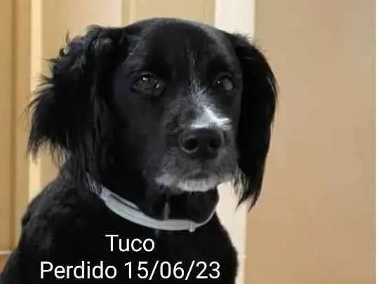 Cachorro ra a SRD-ViraLata idade 6 ou mais anos nome Tuco
