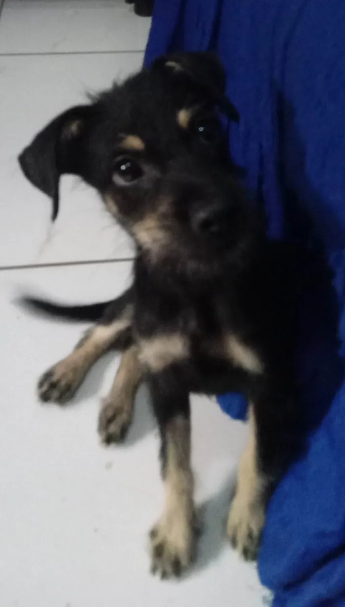 Cachorro ra a SRD idade 2 a 6 meses nome Lilica