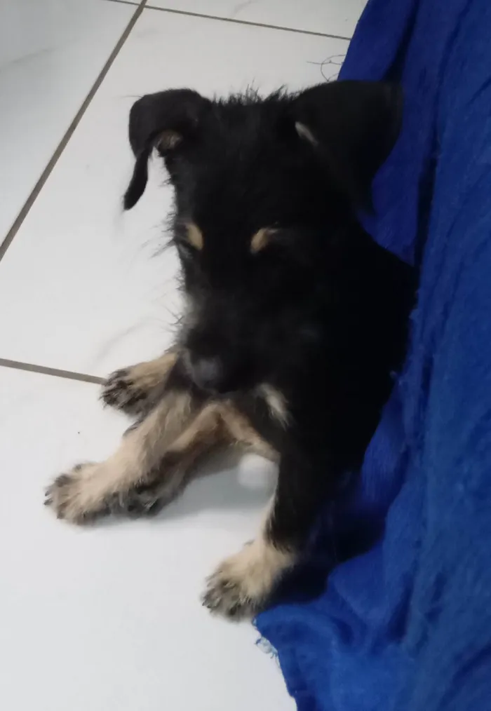 Cachorro ra a SRD idade 2 a 6 meses nome Lilica