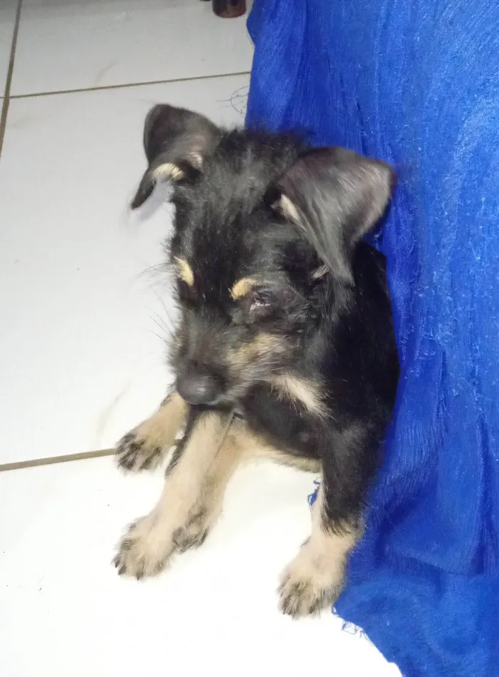 Cachorro ra a SRD idade 2 a 6 meses nome Lilica