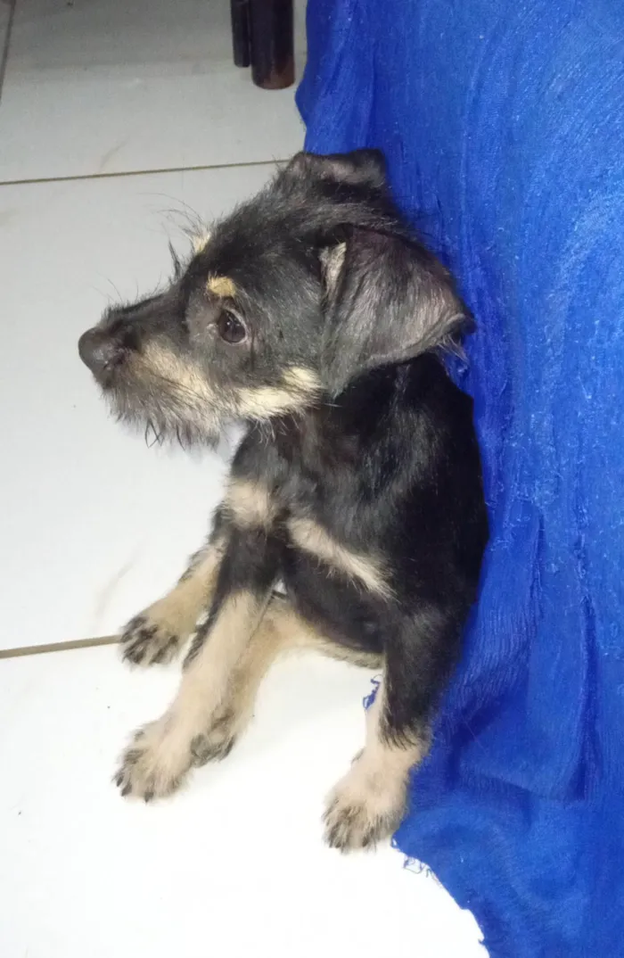 Cachorro ra a SRD idade 2 a 6 meses nome Lilica