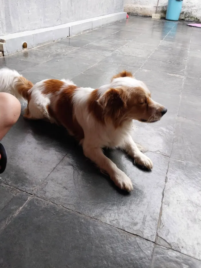 Cachorro ra a SRD-ViraLata idade 1 ano nome Nome que coloquei: Floquinho 