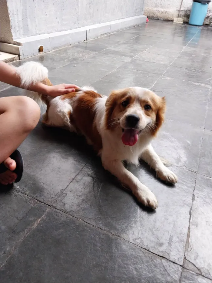 Cachorro ra a SRD-ViraLata idade 1 ano nome Nome que coloquei: Floquinho 