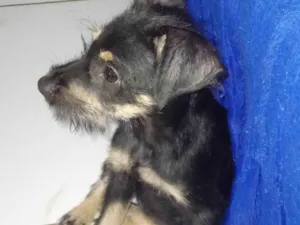 Cachorro raça SRD idade 2 a 6 meses nome Lilica