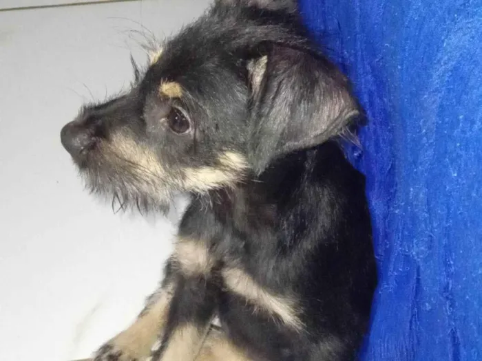 Cachorro ra a SRD idade 2 a 6 meses nome Lilica