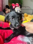 Cachorro raça SRD-ViraLata idade 2 a 6 meses nome Sem Nome 