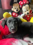Cachorro raça SRD-ViraLata idade 2 a 6 meses nome Sem Nome 