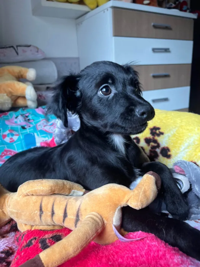 Cachorro raça SRD-ViraLata idade 2 a 6 meses nome Sem Nome 