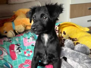 Cachorro raça SRD-ViraLata idade 2 a 6 meses nome Sem Nome 