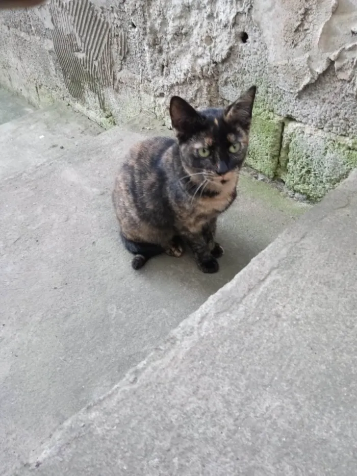 Gato ra a Sem raça idade 7 a 11 meses nome Manchada