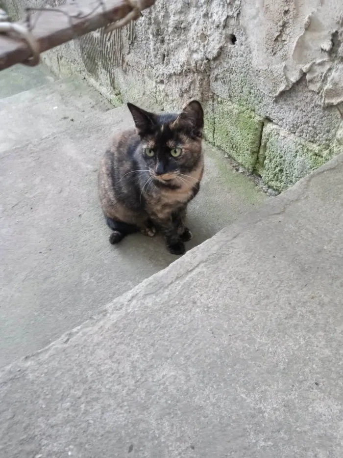 Gato ra a Sem raça idade 7 a 11 meses nome Manchada