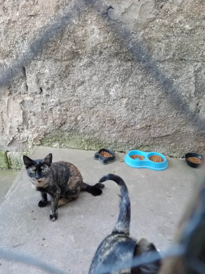 Gato ra a Sem raça idade 7 a 11 meses nome Manchada