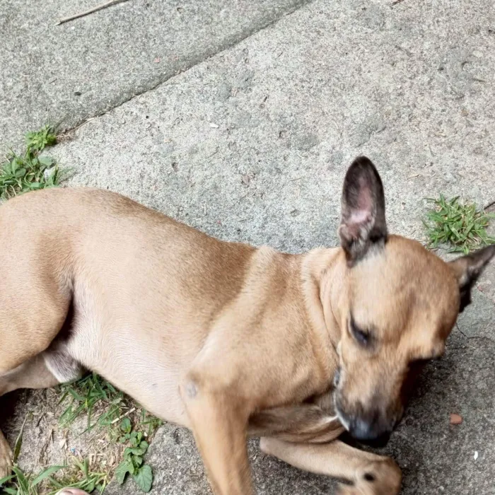 Cachorro ra a SRD-ViraLata idade 6 ou mais anos nome Caramelo